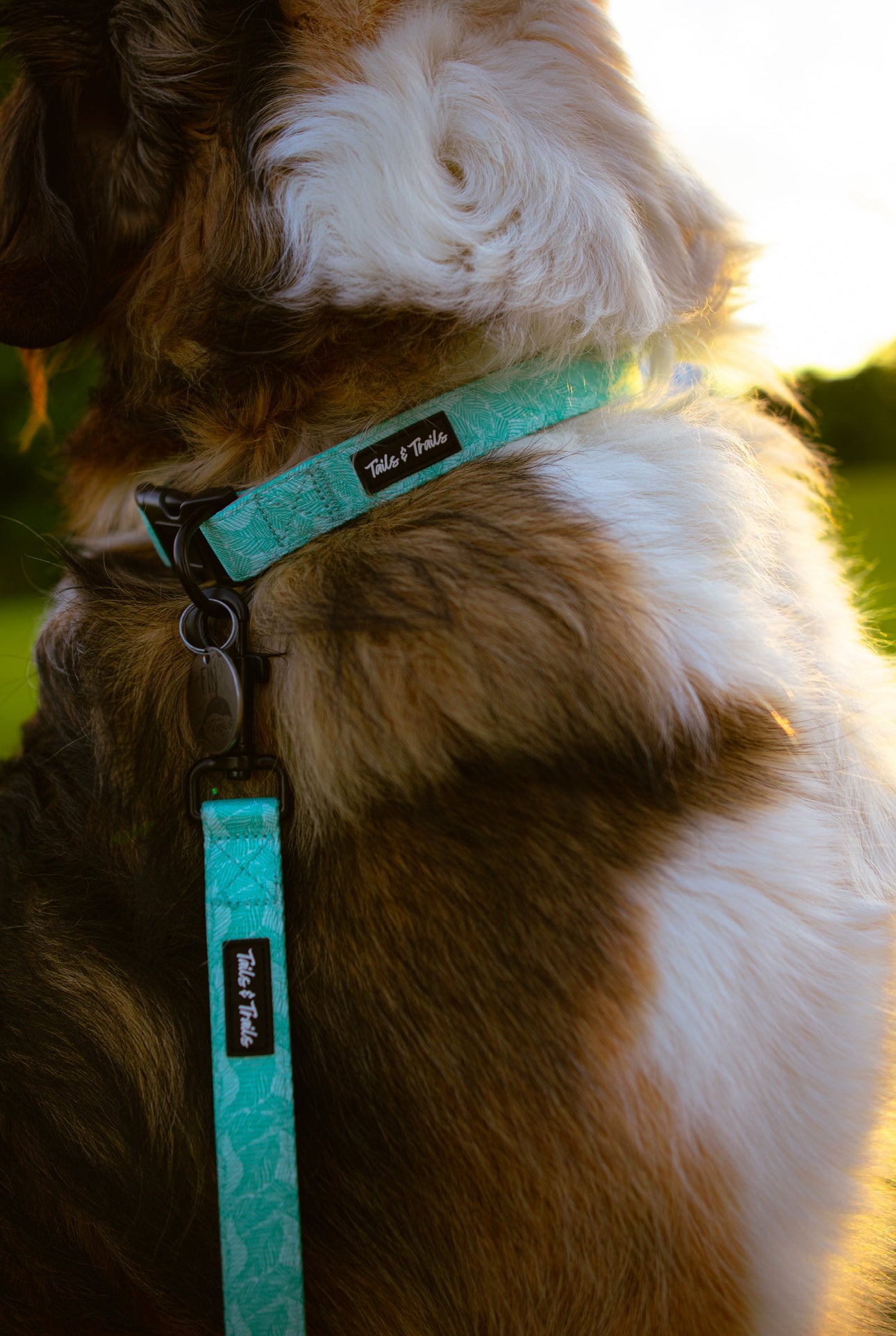 Island Trail Collar