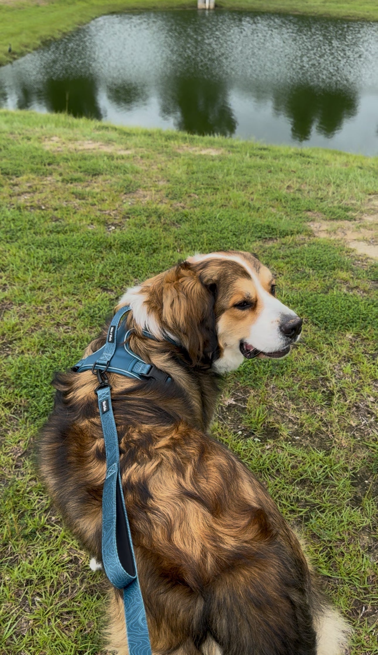 Evergreen Adventure Harness