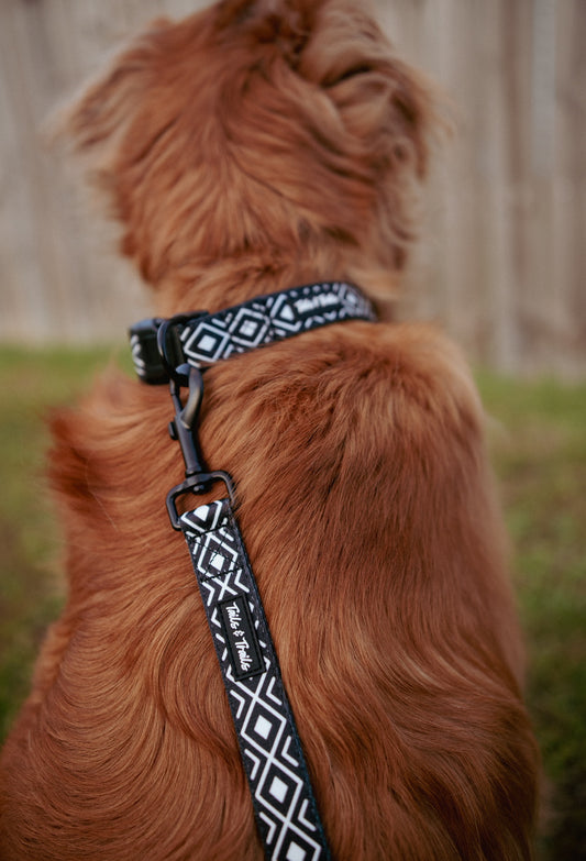 Base Camp Trail Collar