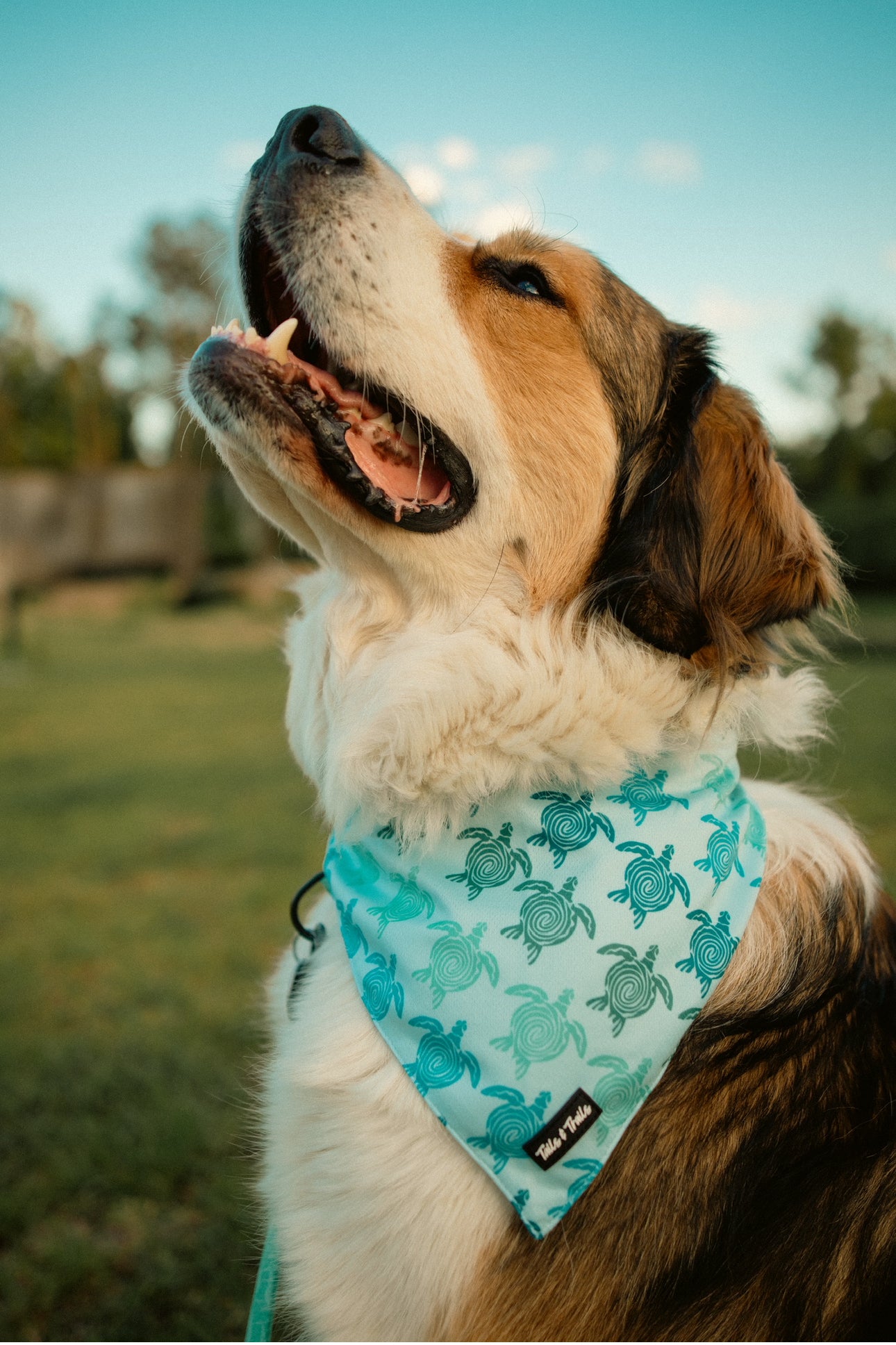 Sea Turtle Cooling Bandana