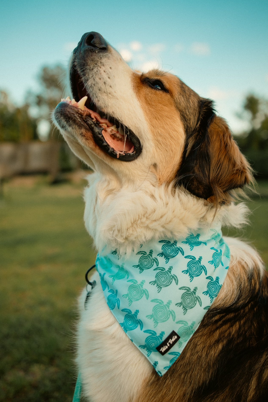 Sea Turtle Bandana
