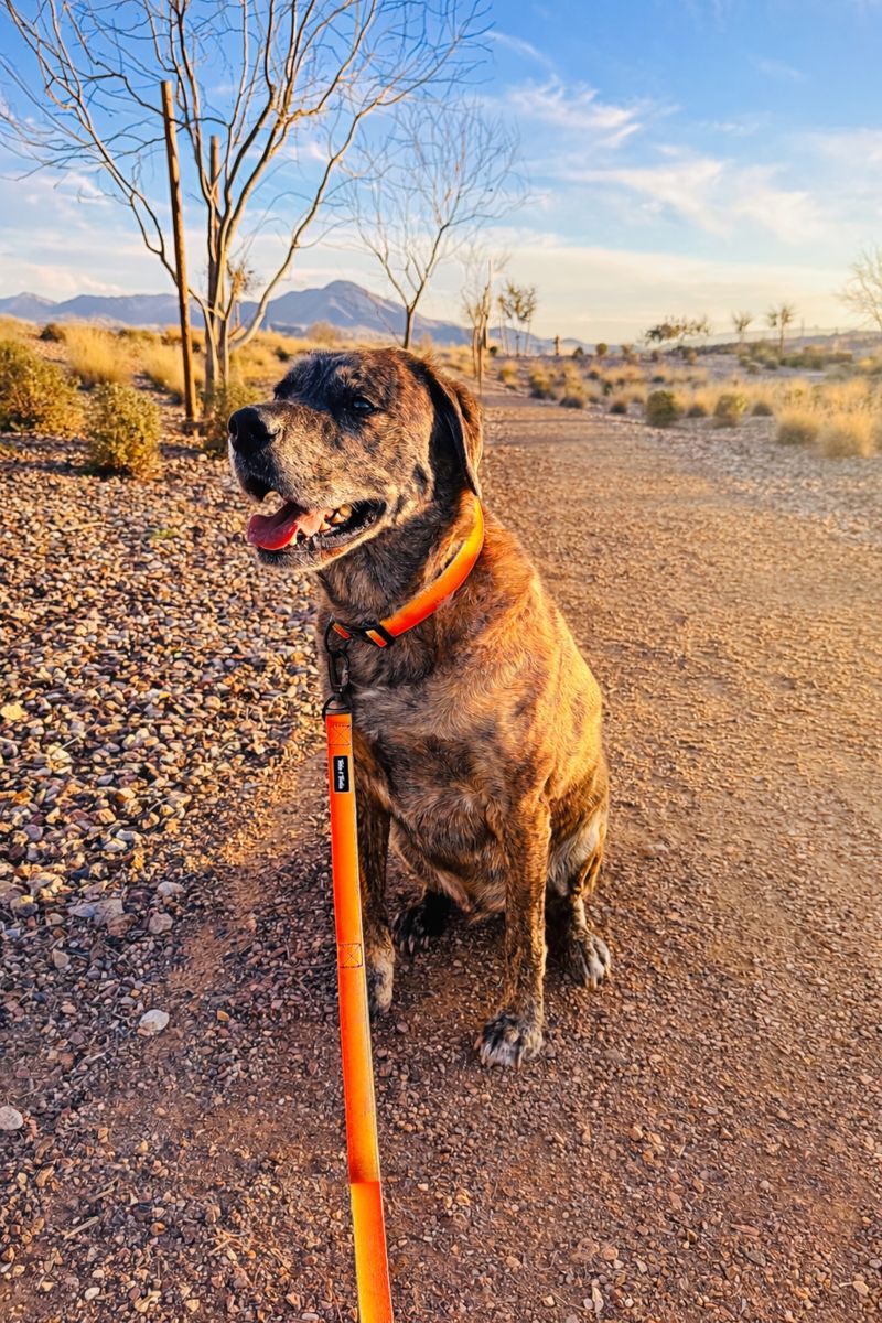 Double Handle Sunset Trail Leash