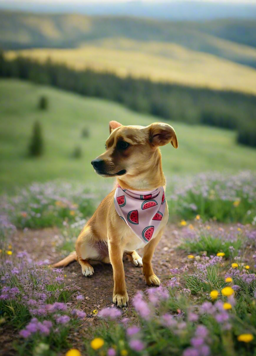 PRE-ORDER Melon Bandana