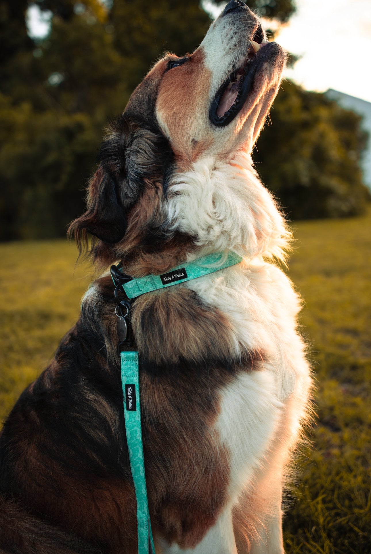 Double Handle Island Trail Leash