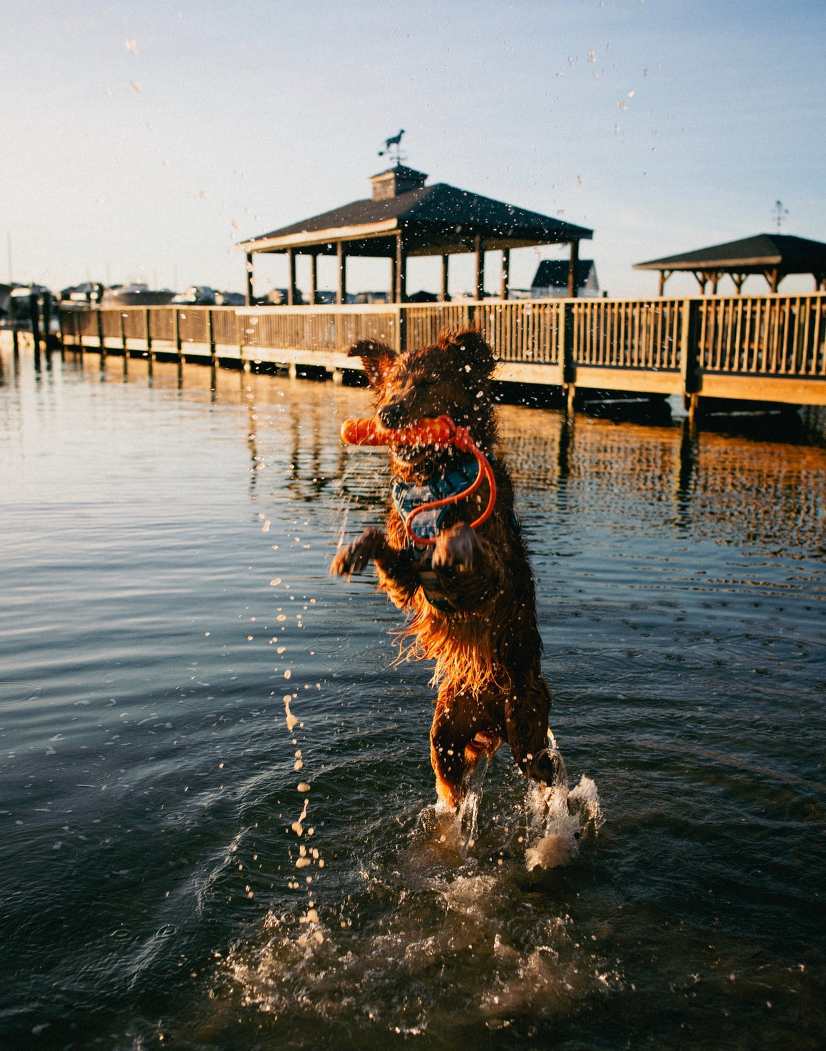 Floating Dog Toy