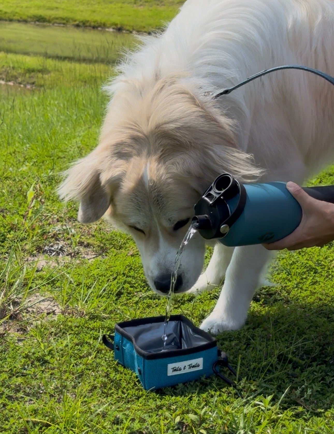 Collapsible Water Bowl