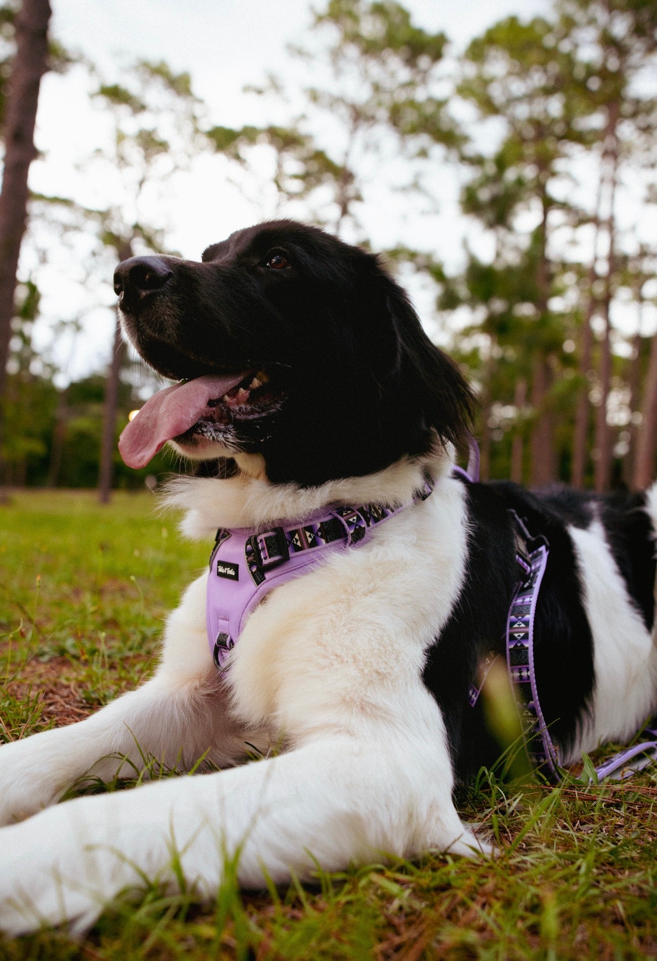 Wolfpack Adventure Harness