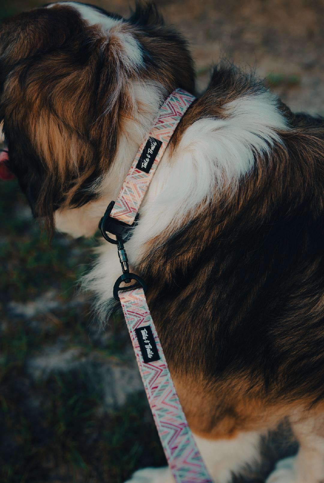 Golden Hour Trail Collar