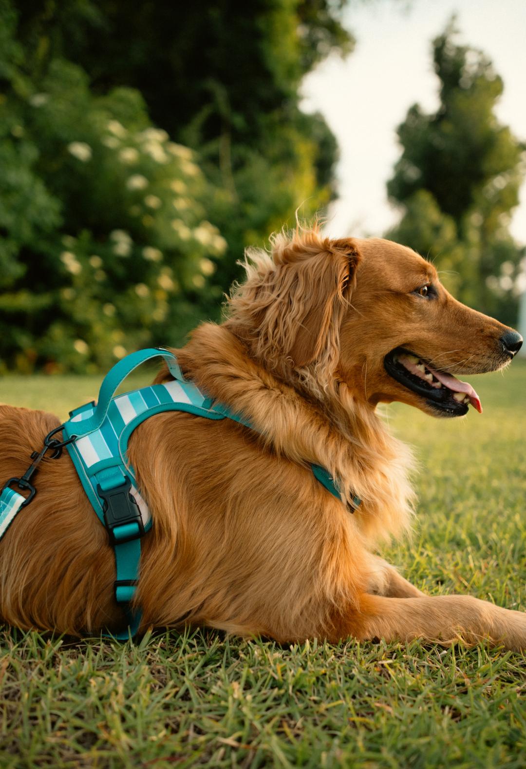 Tide Break Adventure Harness