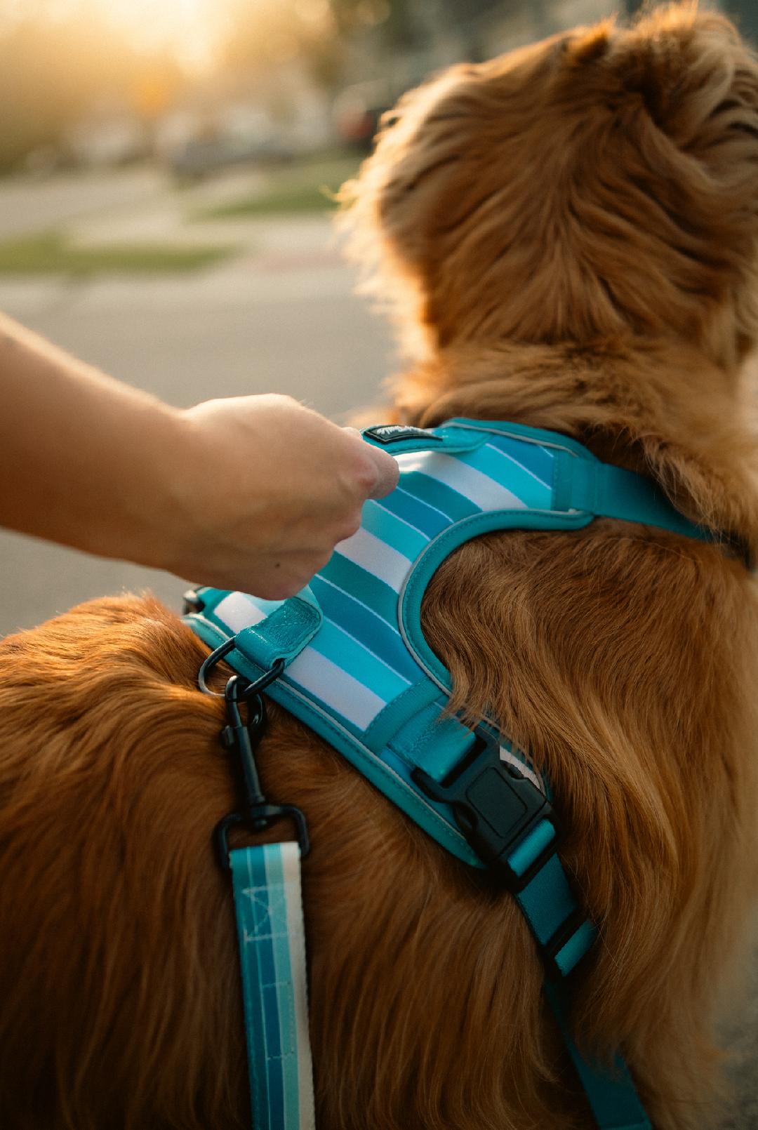 Tide Break Adventure Harness