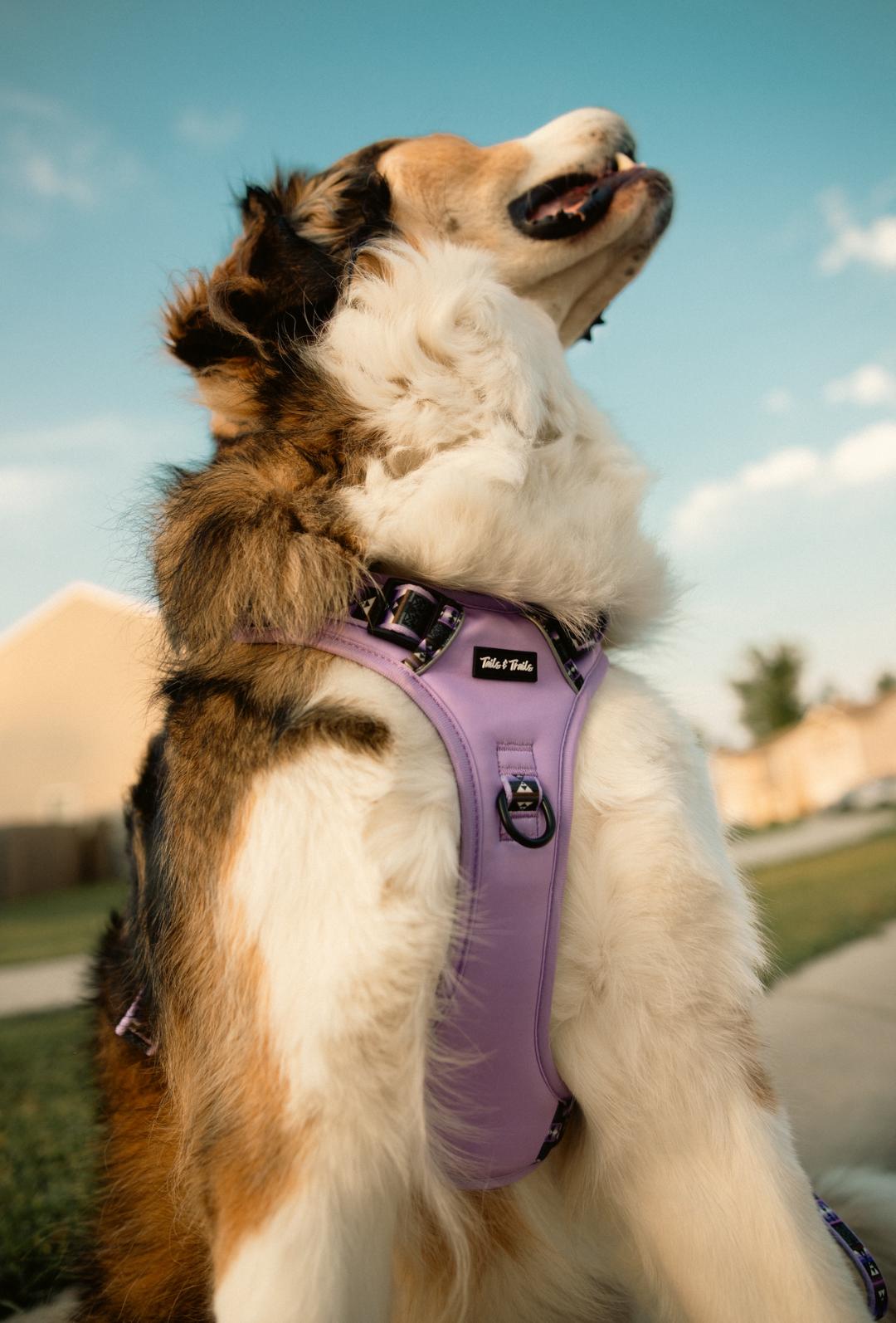 Wolfpack Adventure Harness