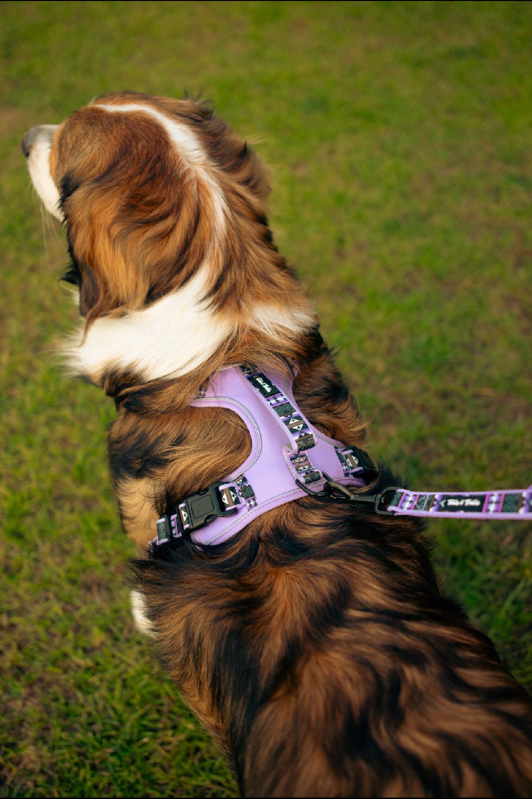 Wolfpack Adventure Harness