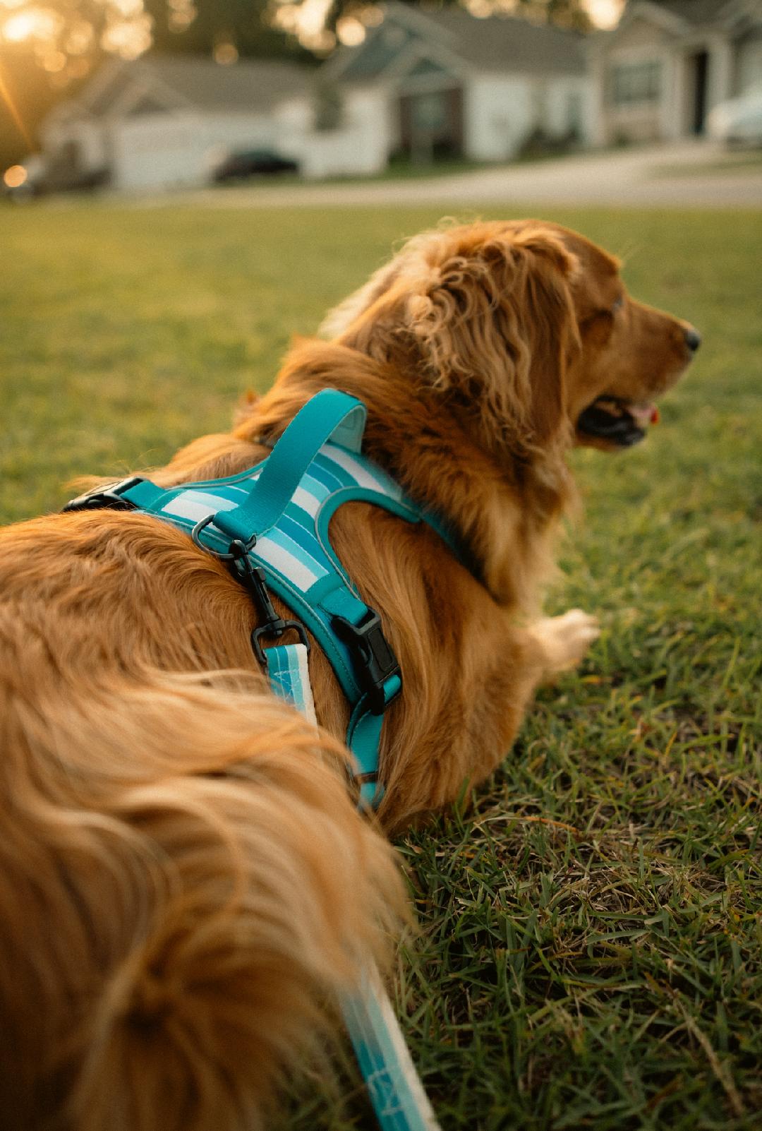 Tide Break Adventure Harness