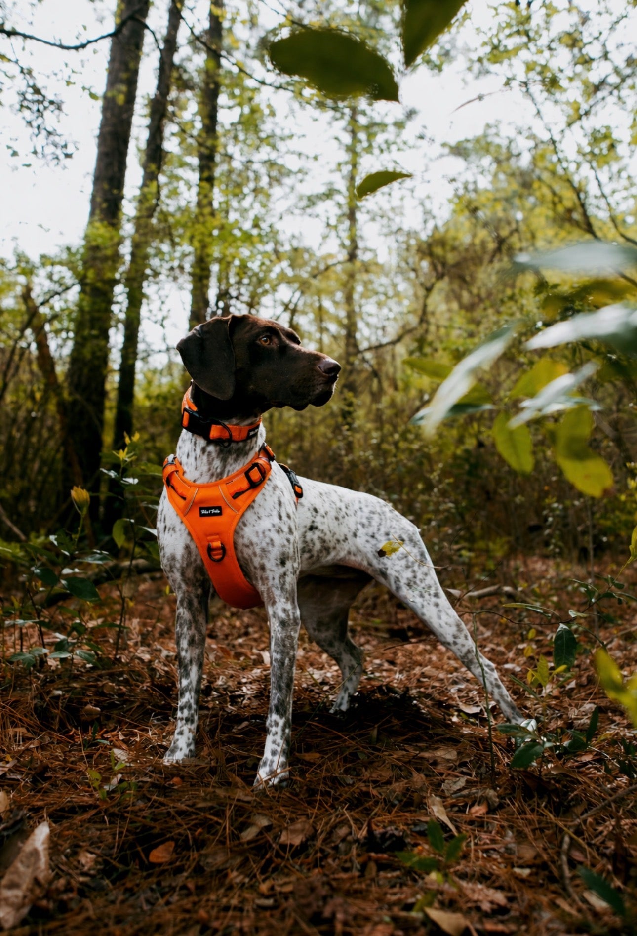 Sahara Adventure Harness
