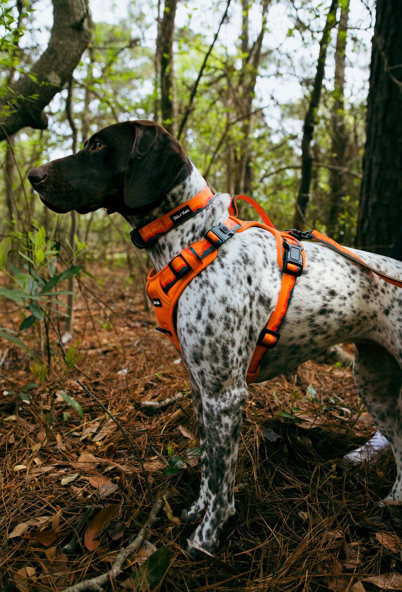 Sahara Adventure Harness
