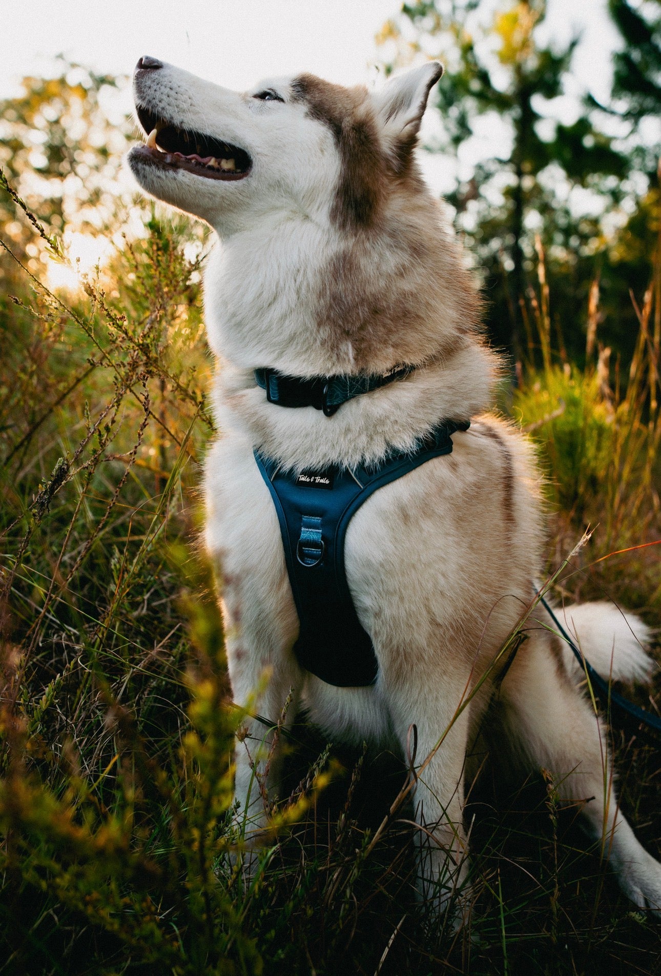 Evergreen Adventure Harness