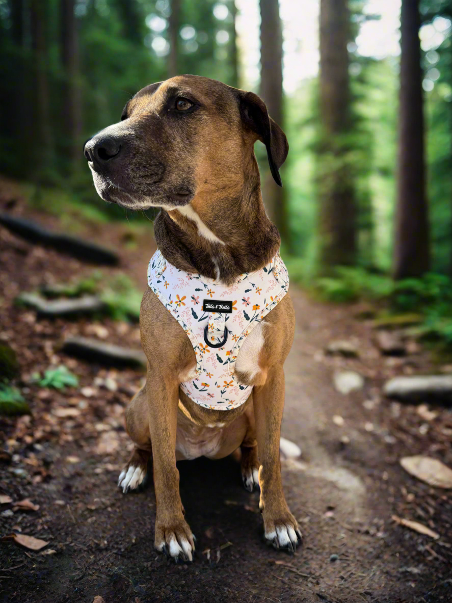 Wildflower Trail Harness
