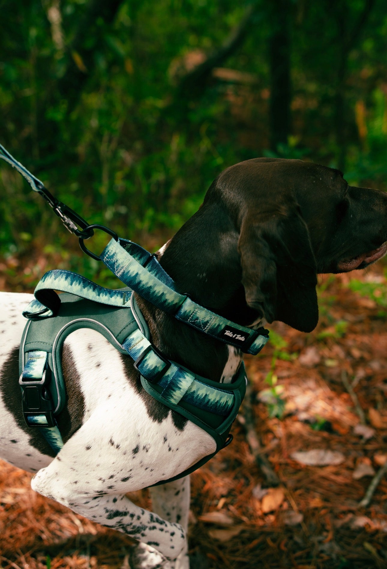 Martingale Forrest Collar