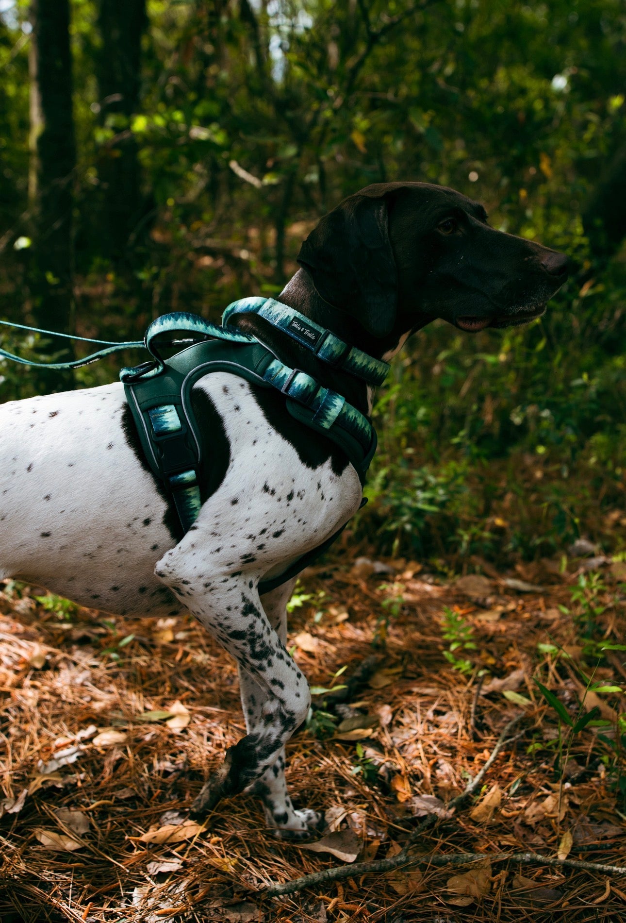 Forrest Adventure Harness