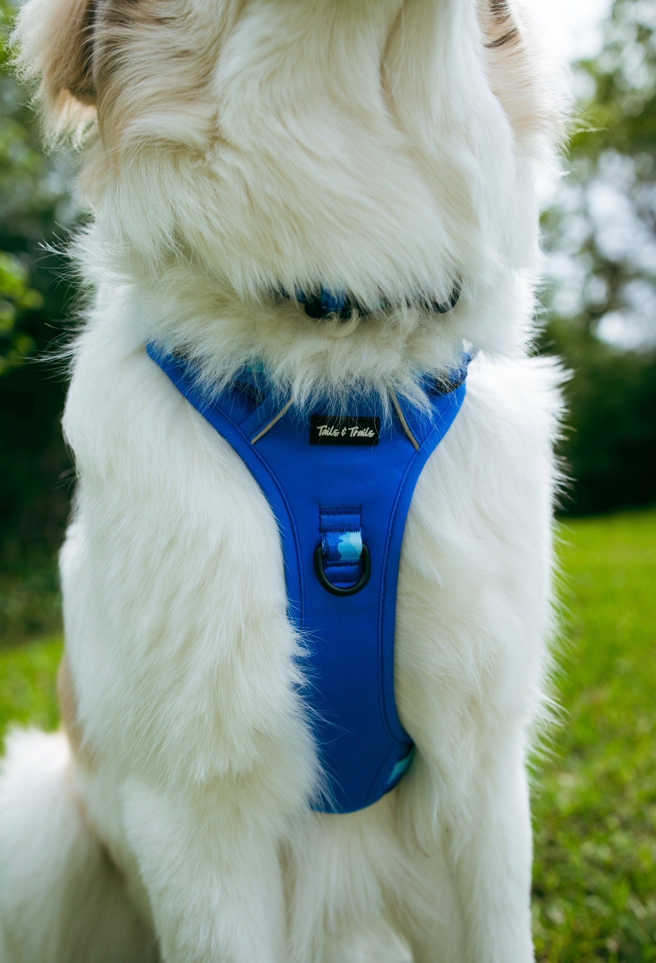 Glacier Adventure Harness