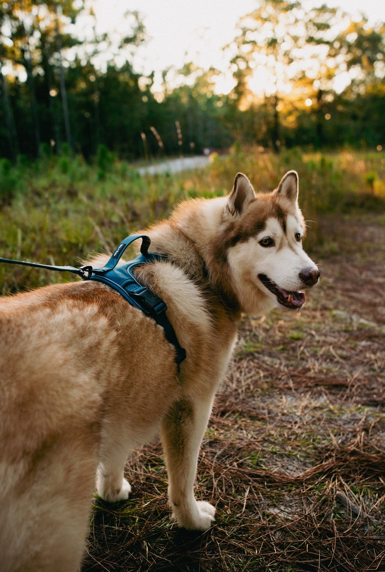 Evergreen Adventure Harness