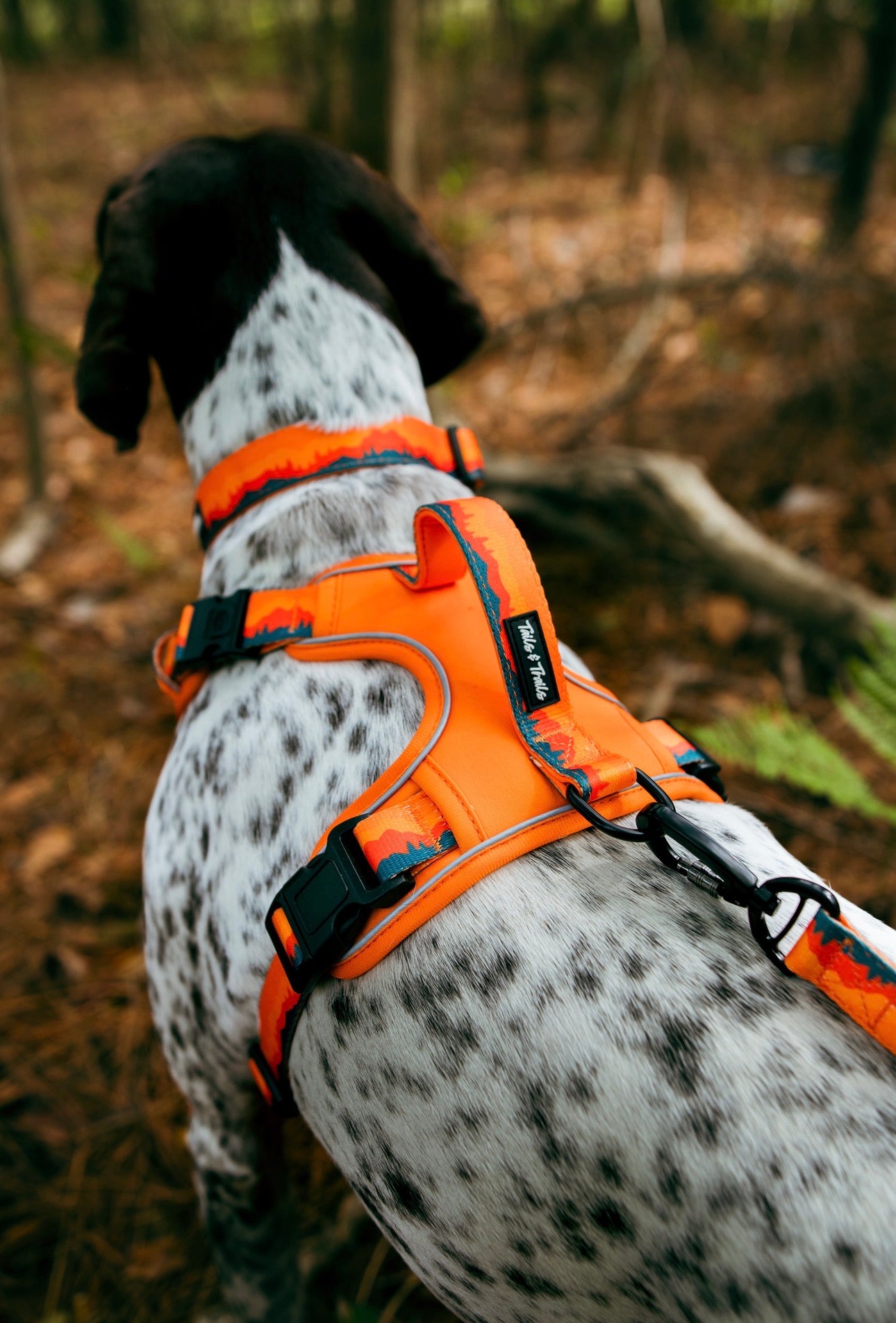 Sahara Adventure Harness