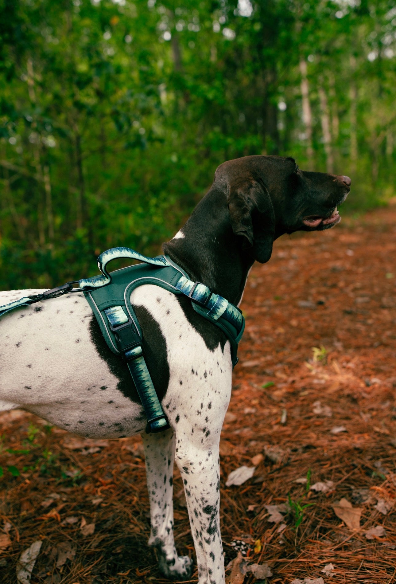 Forrest Adventure Harness