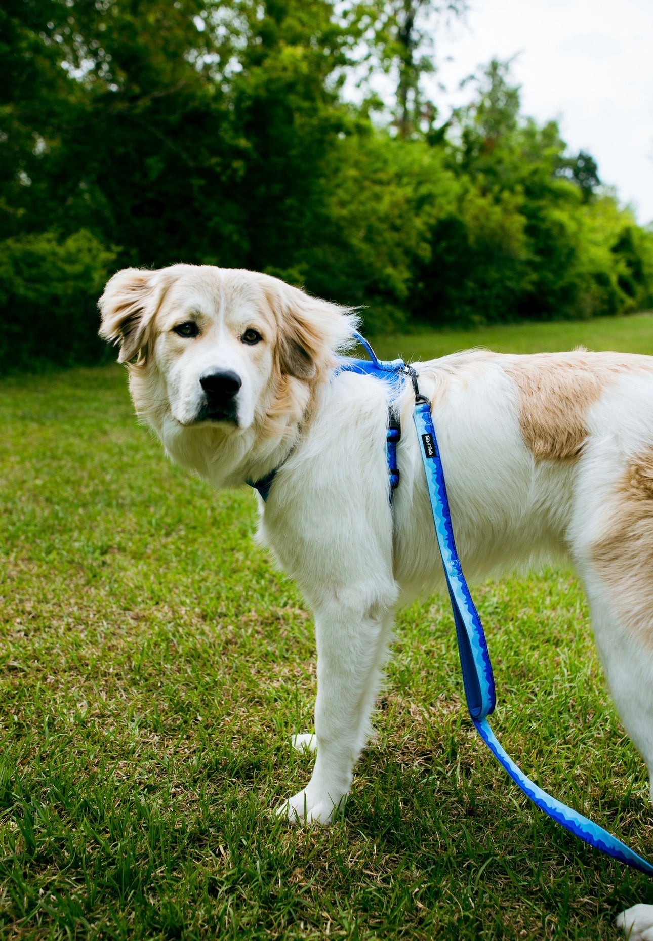 Double Handle Glacier Trail Leash