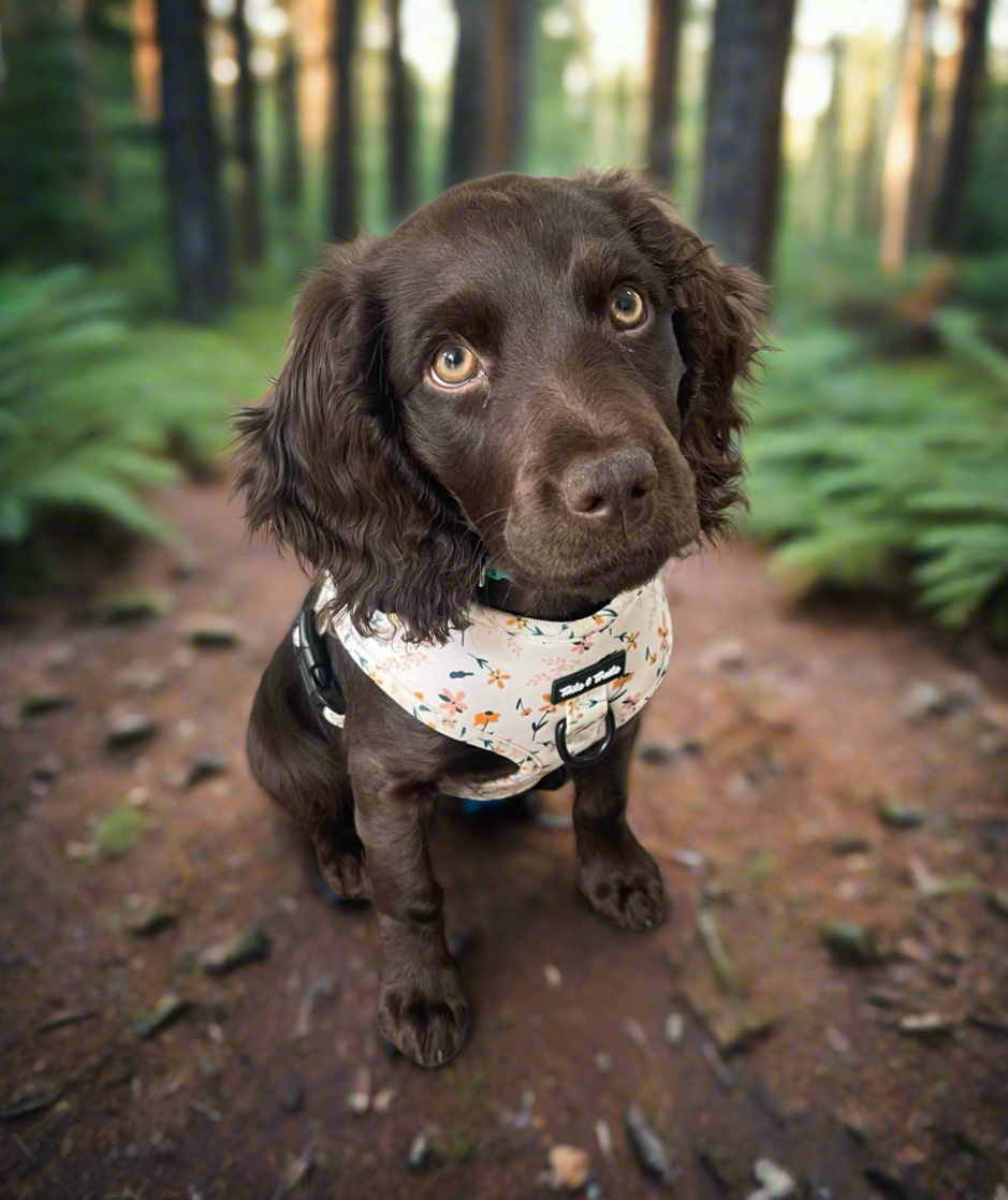 Wildflower Trail Harness