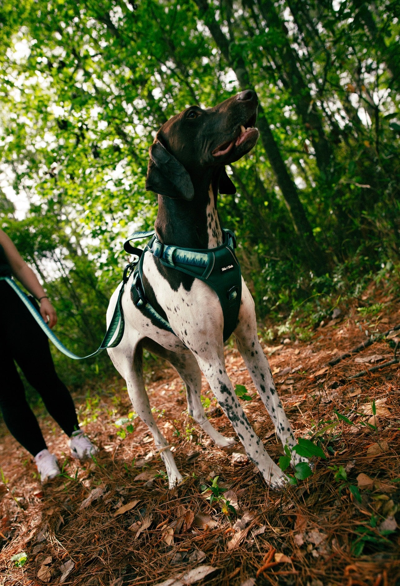 Forrest Adventure Harness