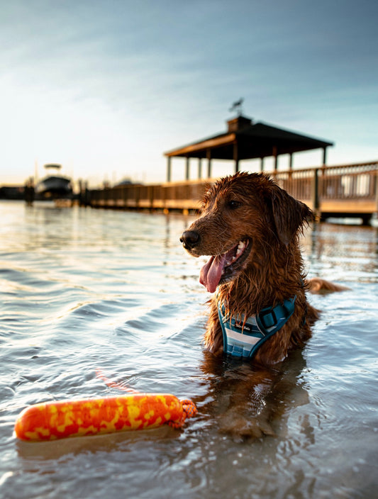 Floating Dog Toy