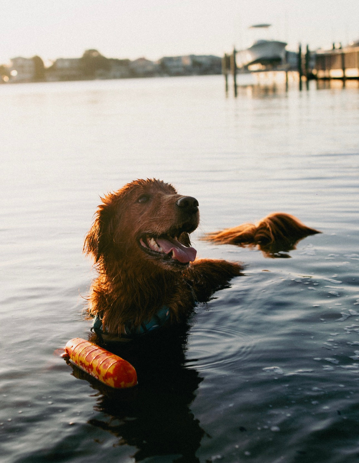 Floating Dog Toy