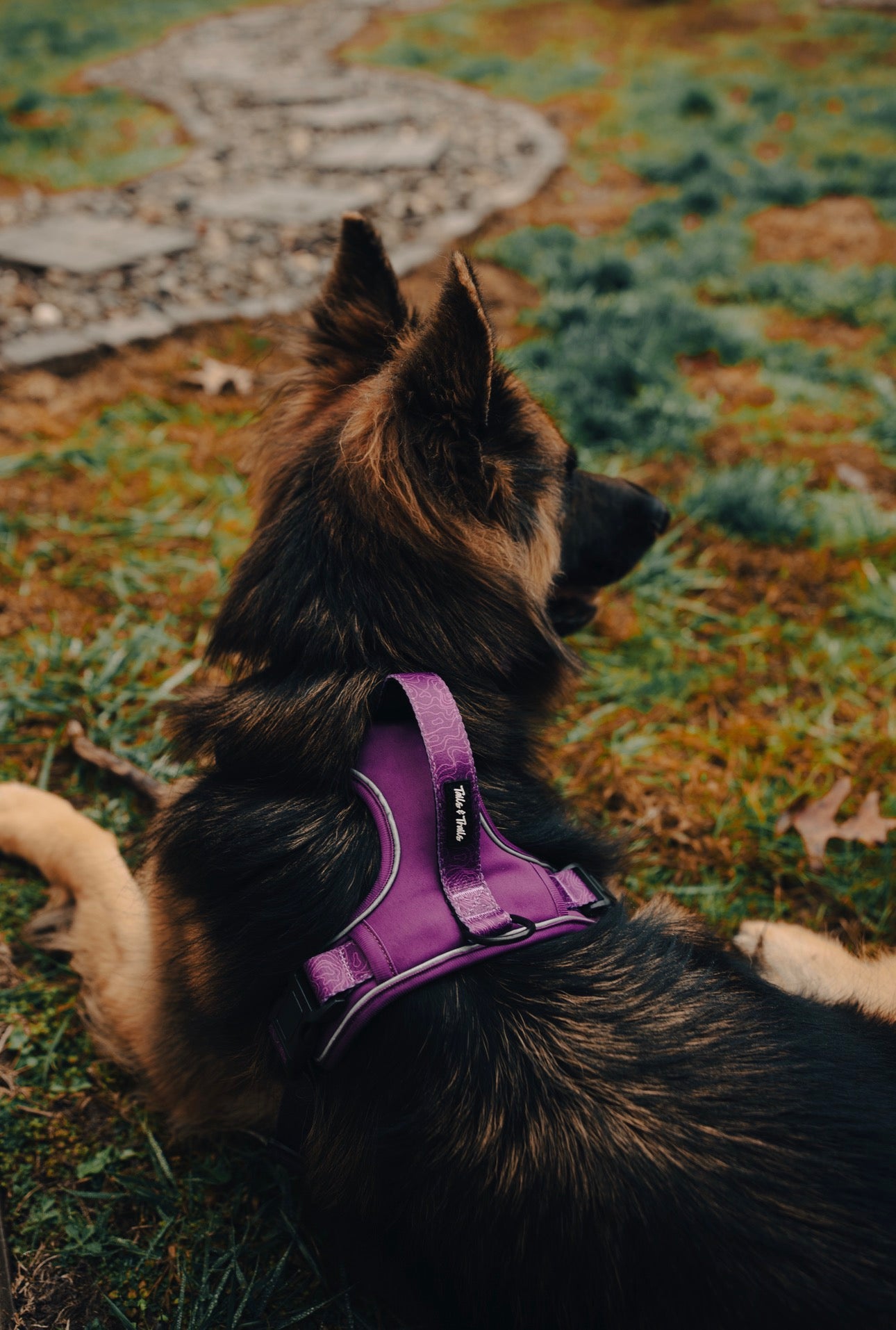 Elderberry Adventure Harness
