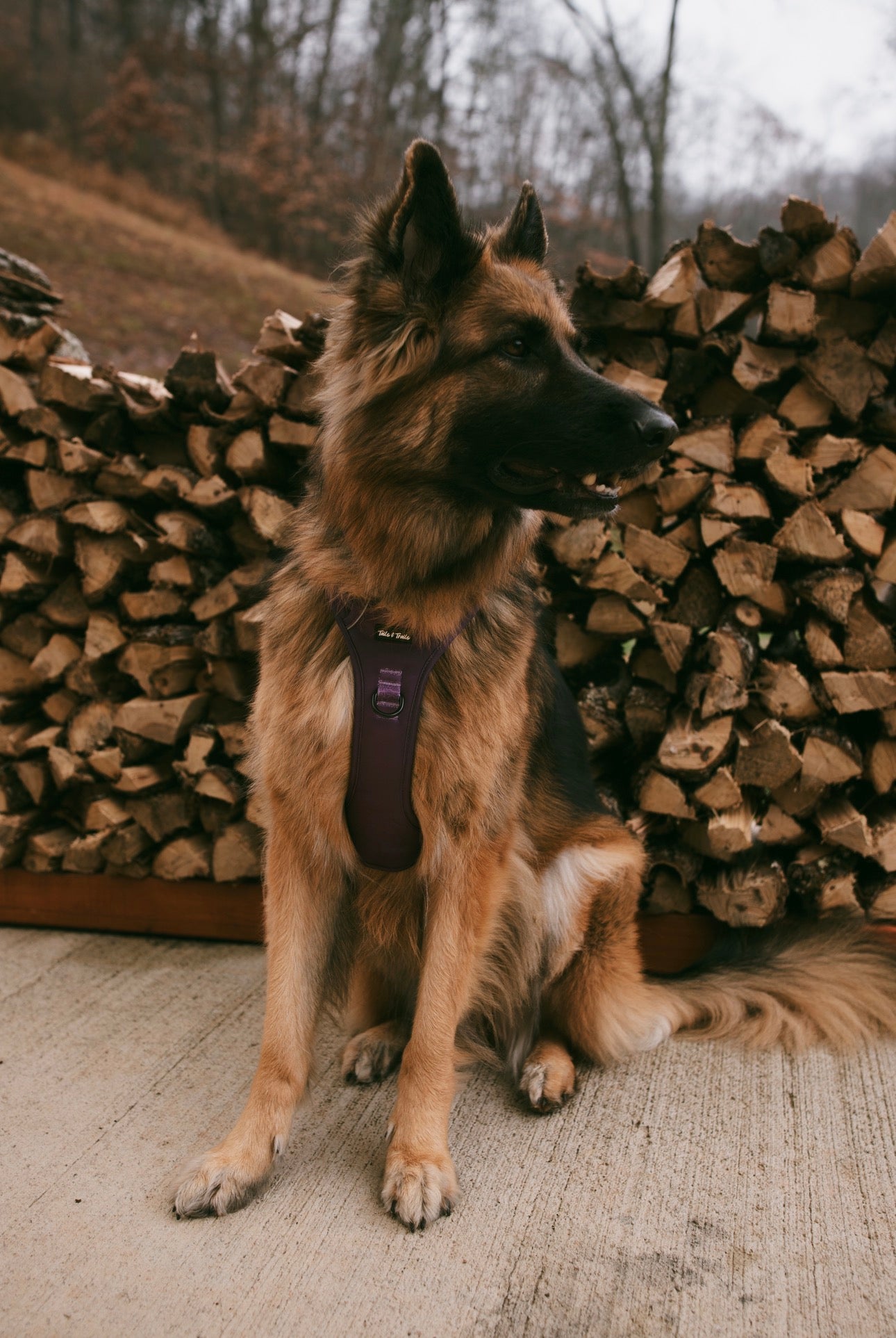 Elderberry Adventure Harness