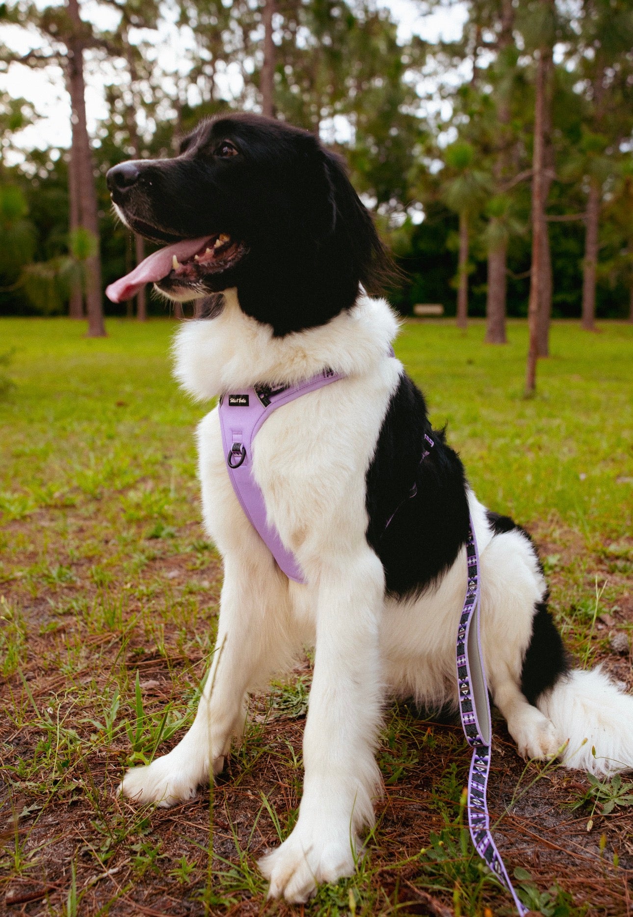 Wolfpack Adventure Harness