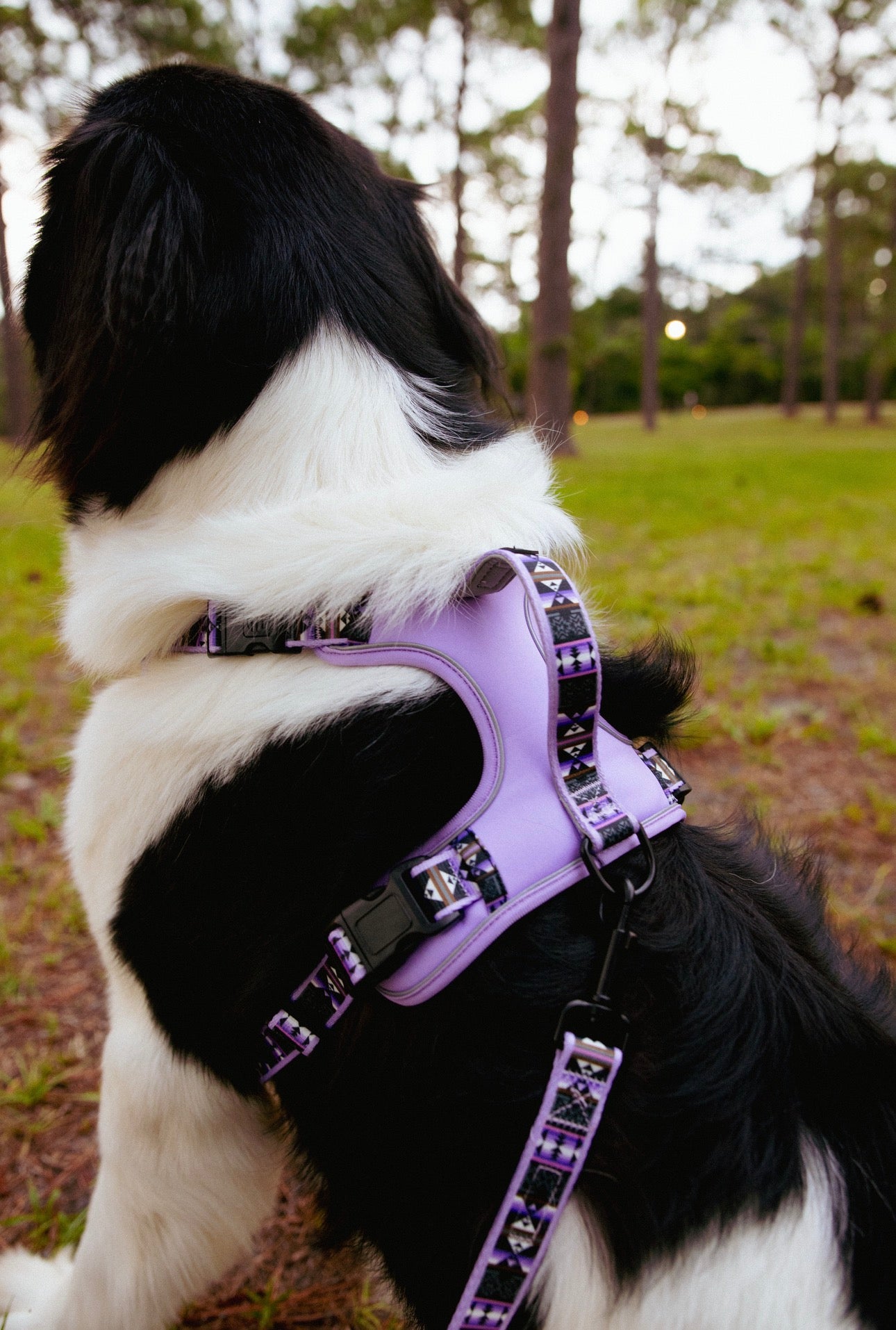 Wolfpack Adventure Harness