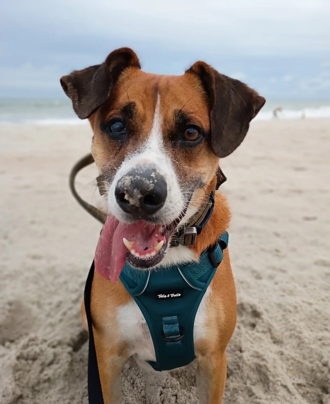 Evergreen Adventure Harness