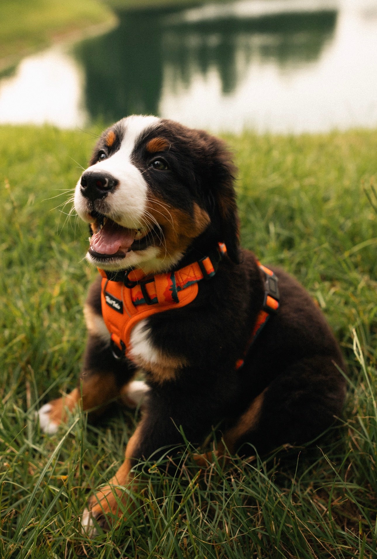 Sahara Adventure Harness