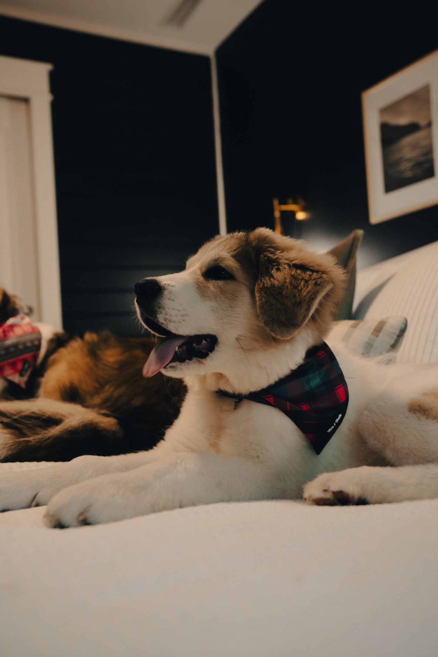 Christmas Flannel Bandana