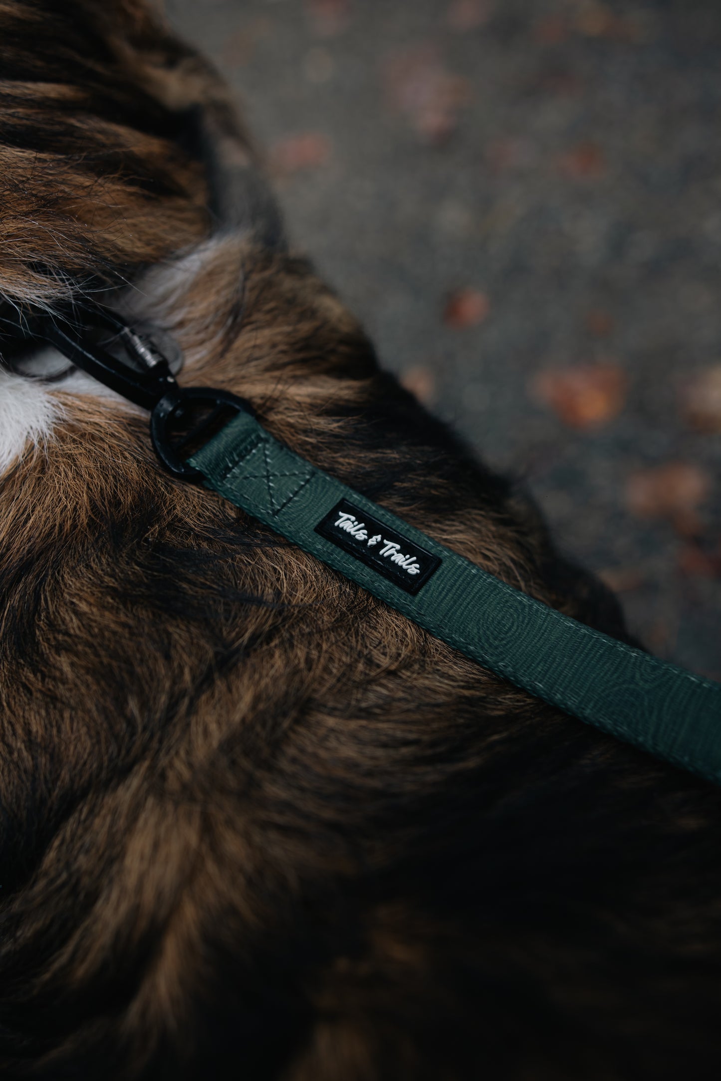 Cedar Trail Collar