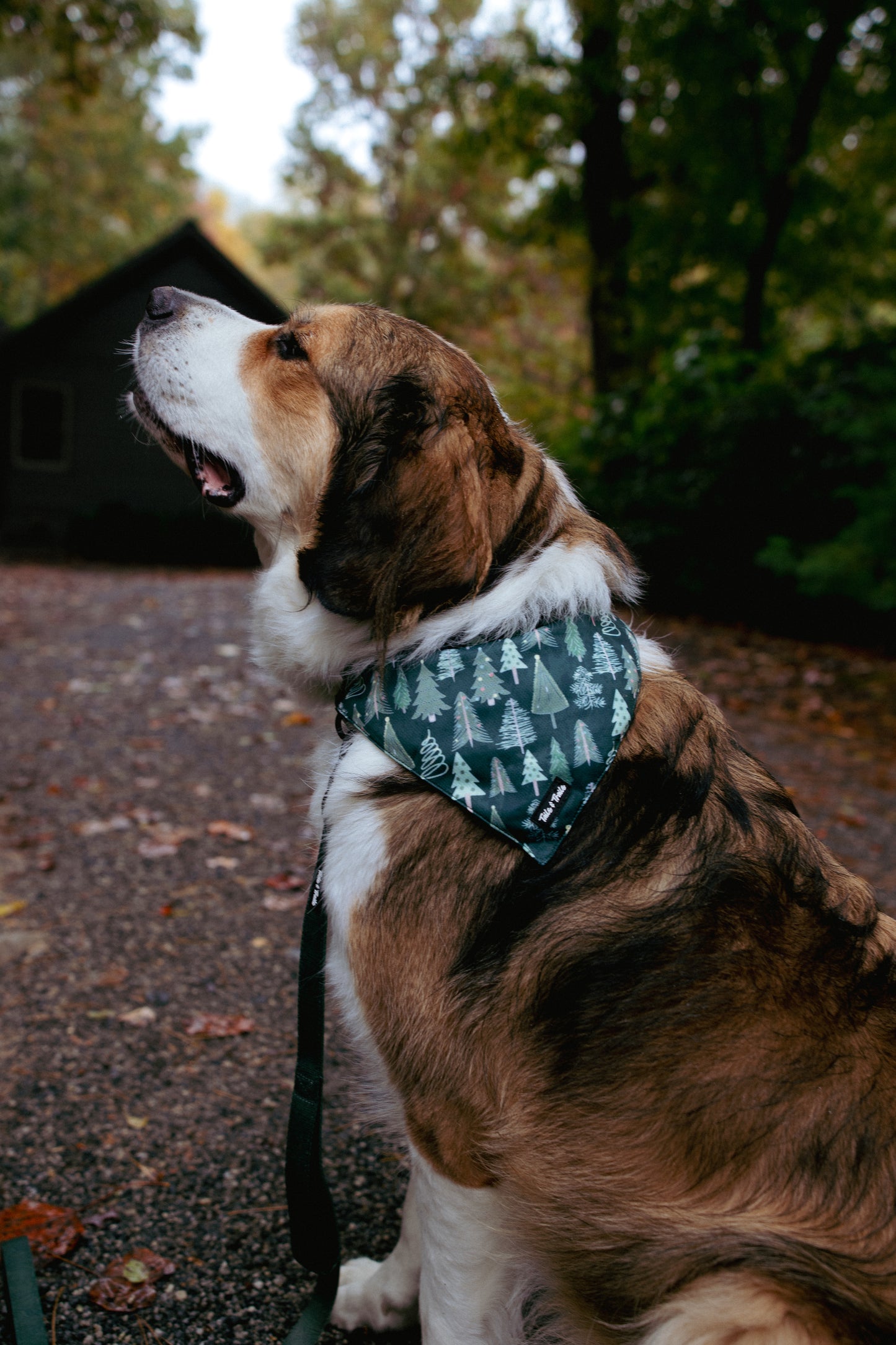O Christmas Tree Bandana
