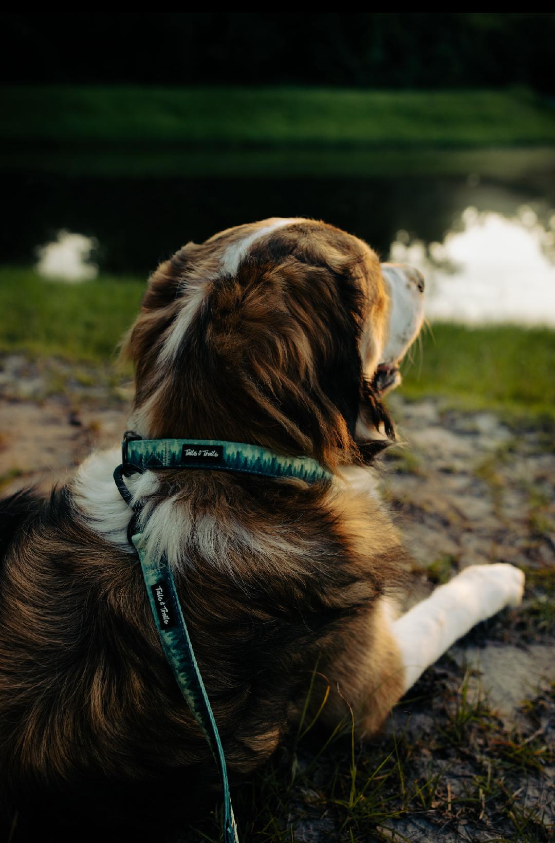 Forrest Trail Collar