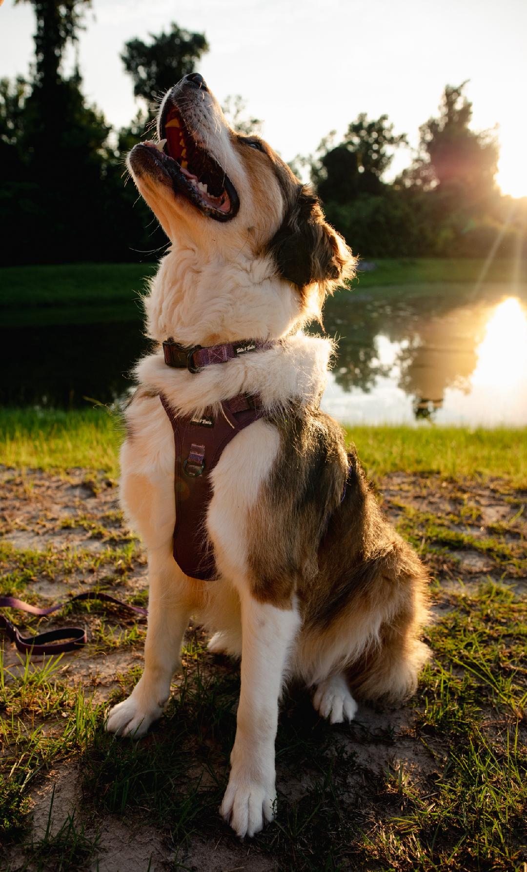 Elderberry Adventure Harness