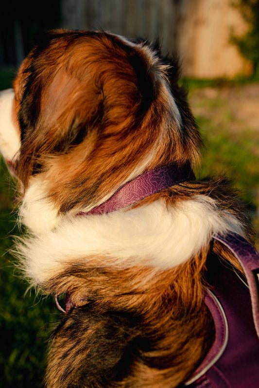 Elderberry Trail Collar