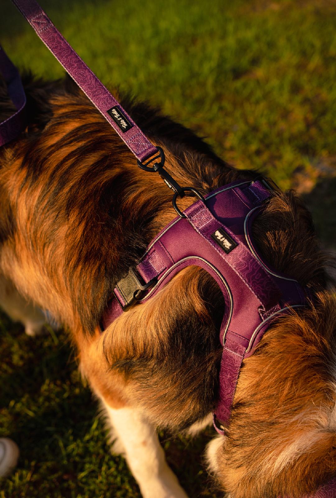 Elderberry Adventure Harness