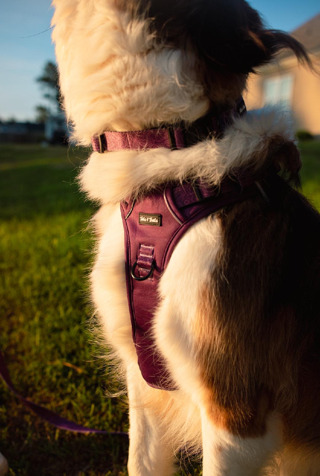Elderberry Adventure Harness